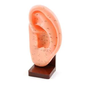 Ear Acupuncture Model