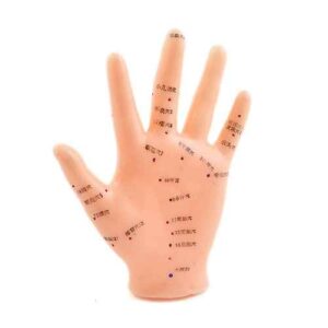 Hand Acupuncture Model