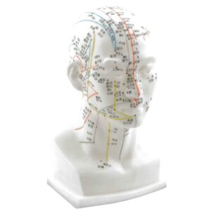 Head Acupuncture Model