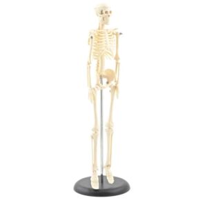 Model Skeleton (Miniature)