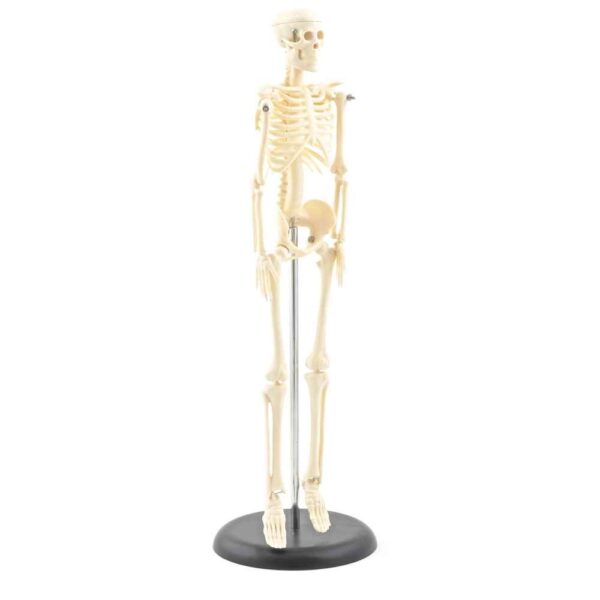 Model Skeleton (Miniature)