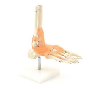 Skeletal Foot Model