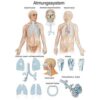 Wall Chart “Respiratory System”