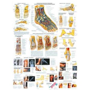 Wall Chart “Foot and Foot Diseases”