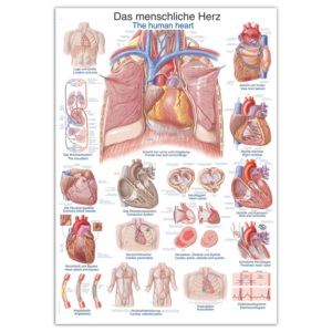 Wall Chart “Human Heart”