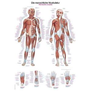 Wall Chart “Human Muscular System”