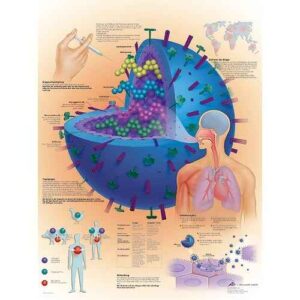 Wall Chart “Influenza”