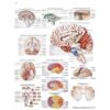 Wall Chart “The Human Brain”