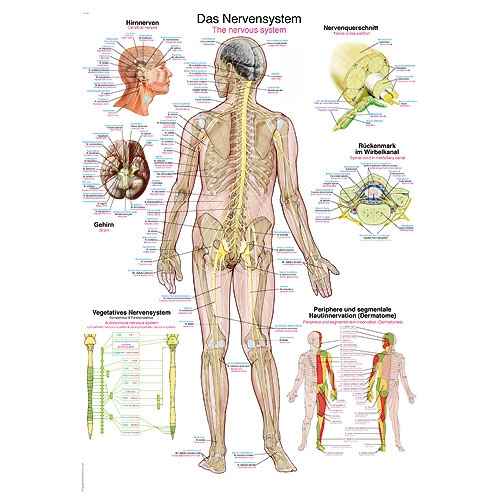 Wall Chart “The Nervous System”