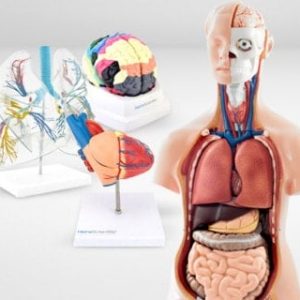 Organs & Structures
