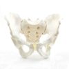 Skeletal Pelvis Model, Male