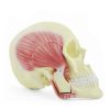 Skull Model with Masticatory Muscles