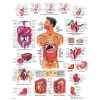 Wall Chart "Digestive System"