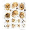 Wall Chart "Human Skull"