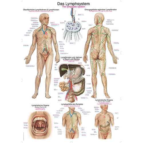 Wall Chart "The Lymphatic System"