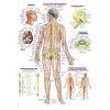 Wall Chart "The Nervous System"